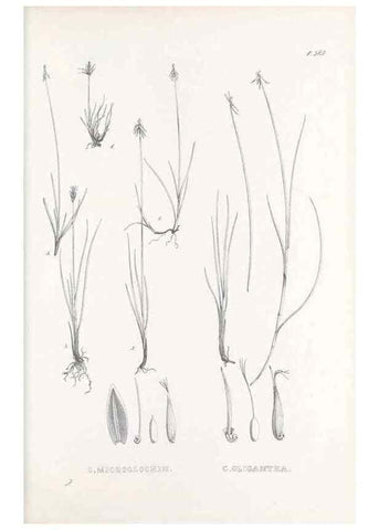 Reproducción/Reproduction 48683552527: Illustrations of the genus Carex. London :William Pamplin,1858-1867.. 