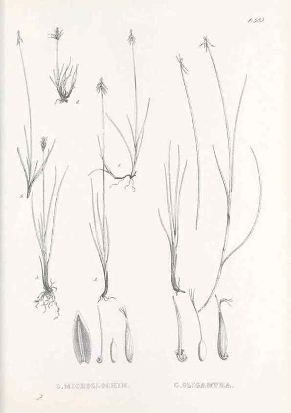 Reproducción/Reproduction 48683552527: Illustrations of the genus Carex. London :William Pamplin,1858-1867.. 