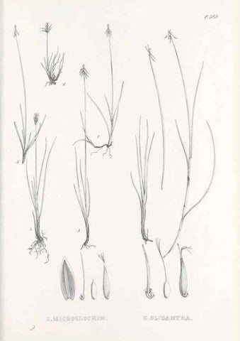 Reproducción/Reproduction 48683552527: Illustrations of the genus Carex. London :William Pamplin,1858-1867.. 