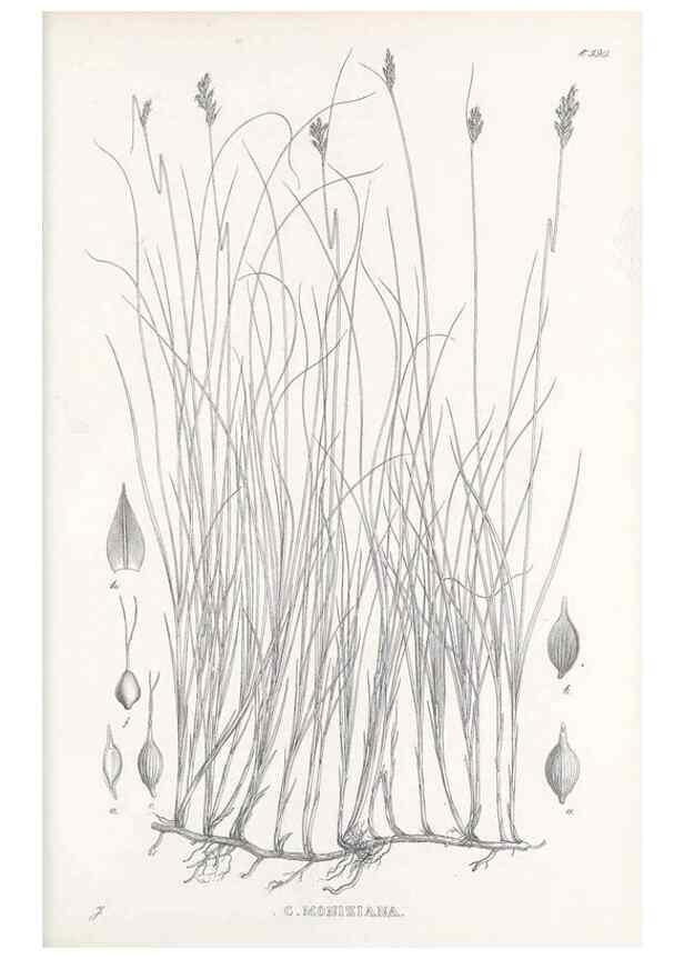 Reproducción/Reproduction 48683037923: Illustrations of the genus Carex. London :William Pamplin,1858-1867.. 