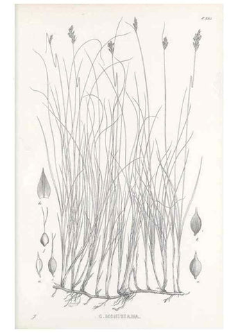 Reproducción/Reproduction 48683037923: Illustrations of the genus Carex. London :William Pamplin,1858-1867.. 