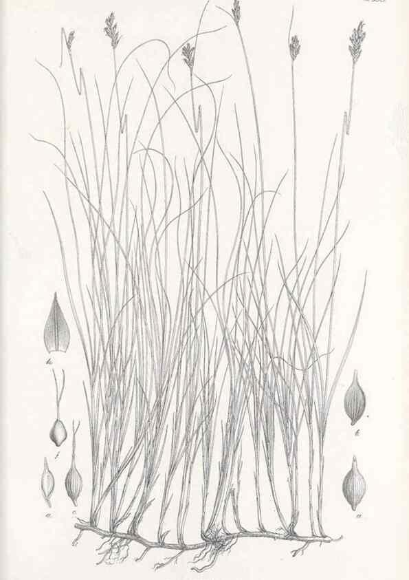 Reproducción/Reproduction 48683037923: Illustrations of the genus Carex. London :William Pamplin,1858-1867.. 