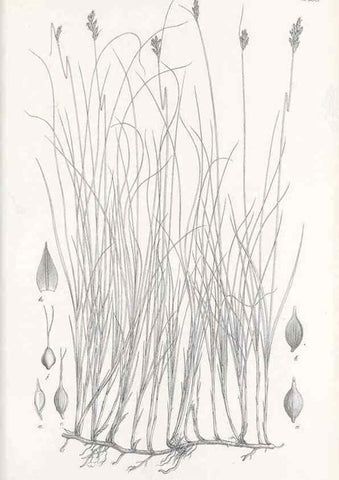 Reproducción/Reproduction 48683037923: Illustrations of the genus Carex. London :William Pamplin,1858-1867.. 