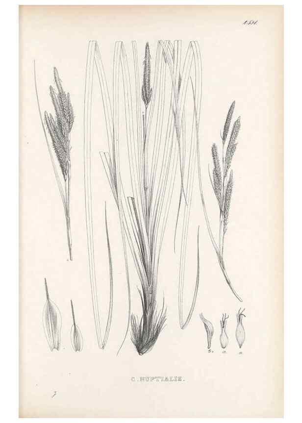 Reproducción/Reproduction 48683552932: Illustrations of the genus Carex. London :William Pamplin,1858-1867.. 