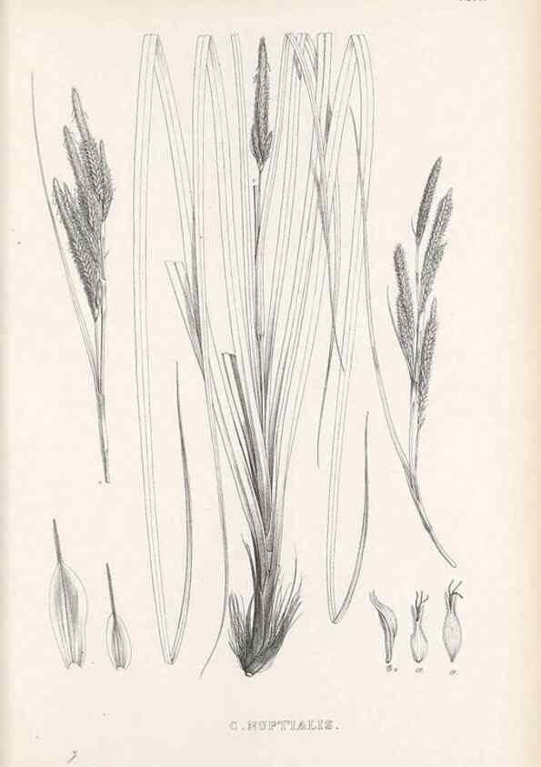 Reproducción/Reproduction 48683552932: Illustrations of the genus Carex. London :William Pamplin,1858-1867.. 
