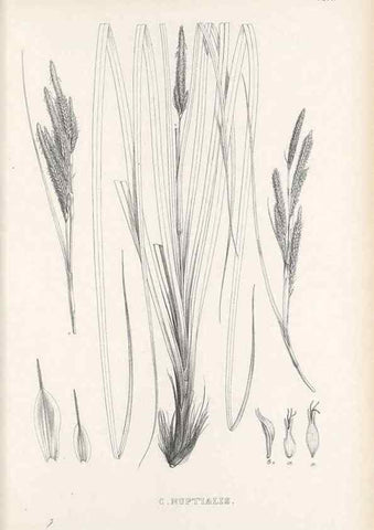 Reproducción/Reproduction 48683552932: Illustrations of the genus Carex. London :William Pamplin,1858-1867.. 