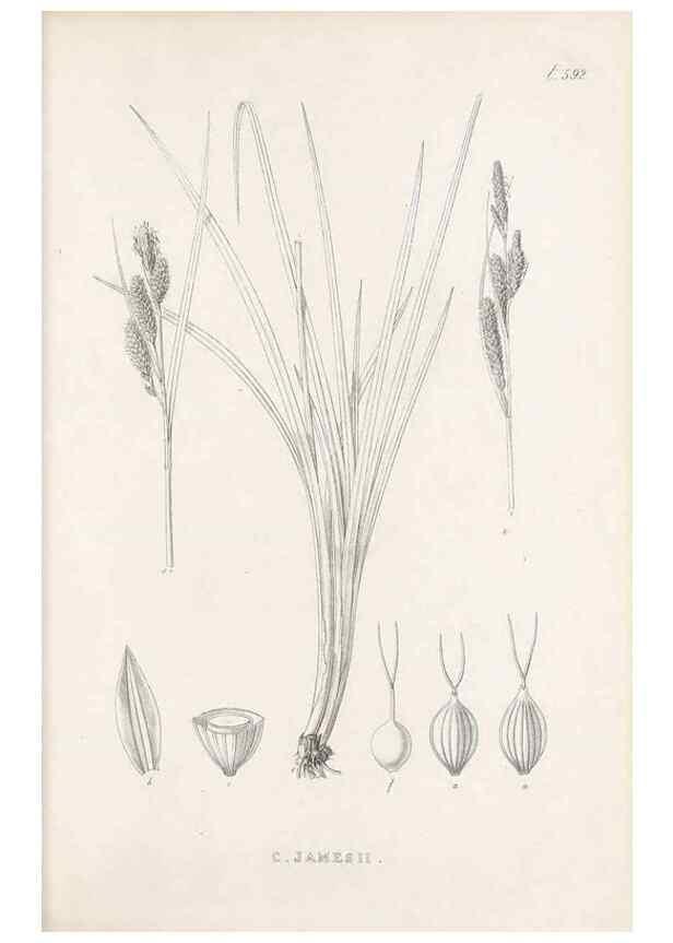 Reproducción/Reproduction 48683553197: Illustrations of the genus Carex. London :William Pamplin,1858-1867.. 