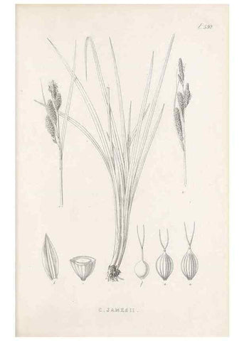 Reproducción/Reproduction 48683553197: Illustrations of the genus Carex. London :William Pamplin,1858-1867.. 
