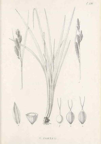 Reproducción/Reproduction 48683553197: Illustrations of the genus Carex. London :William Pamplin,1858-1867.. 