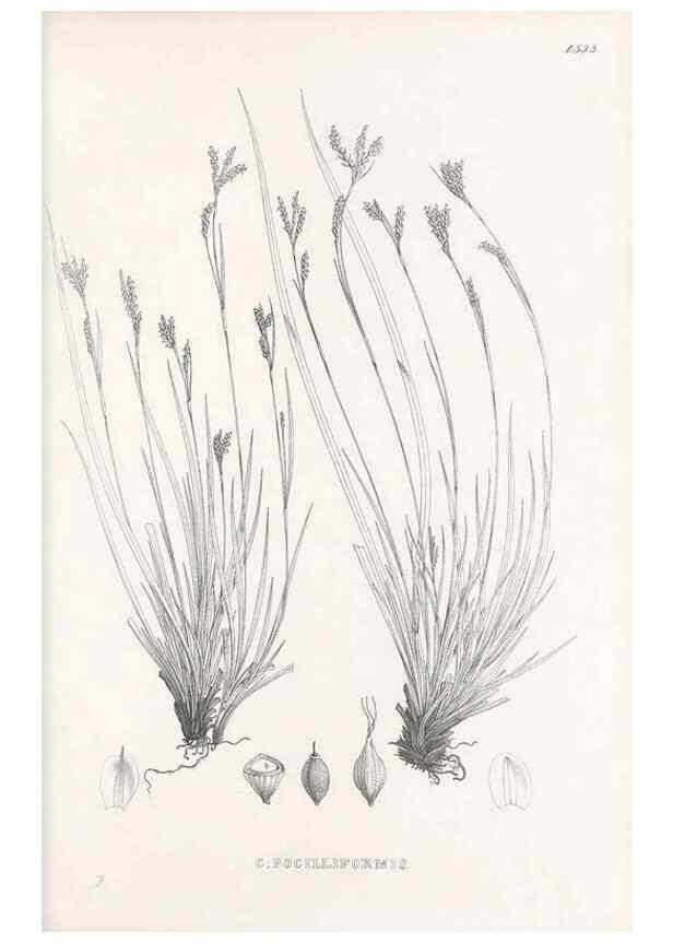 Reproducción/Reproduction 48683038813: Illustrations of the genus Carex. London :William Pamplin,1858-1867.. 