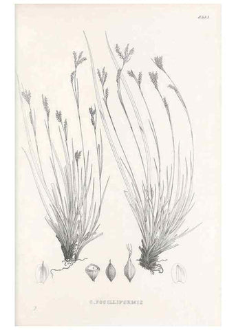Reproducción/Reproduction 48683038813: Illustrations of the genus Carex. London :William Pamplin,1858-1867.. 