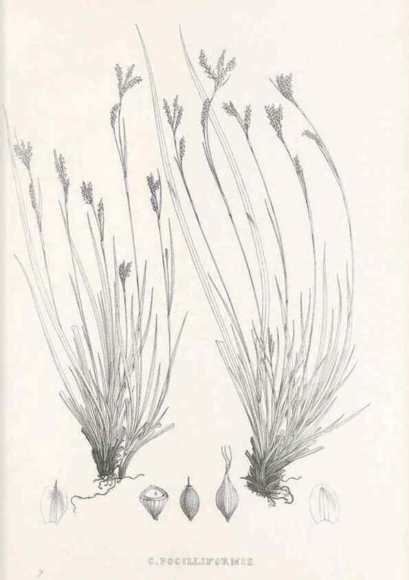 Reproducción/Reproduction 48683038813: Illustrations of the genus Carex. London :William Pamplin,1858-1867.. 