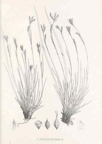 Reproducción/Reproduction 48683038813: Illustrations of the genus Carex. London :William Pamplin,1858-1867.. 