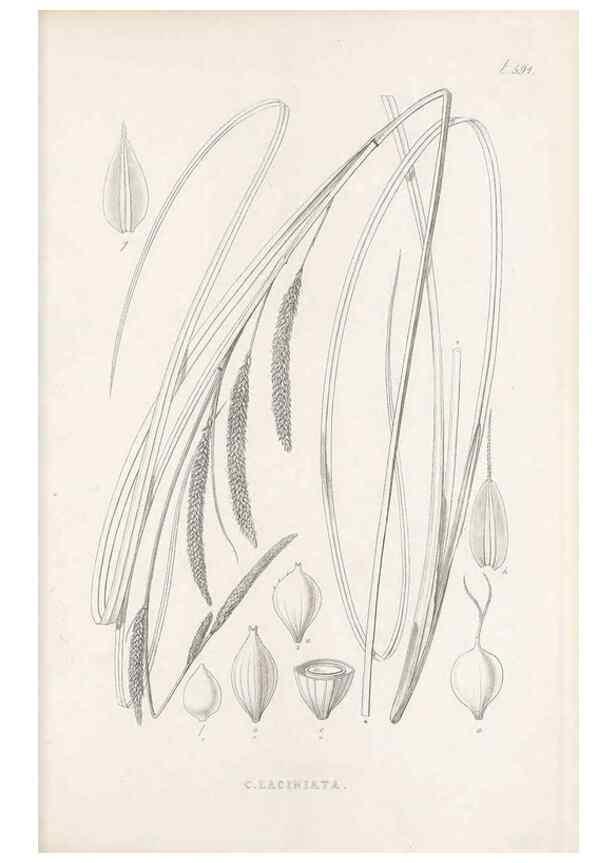 Reproducción/Reproduction 48683378986: Illustrations of the genus Carex. London :William Pamplin,1858-1867.. 
