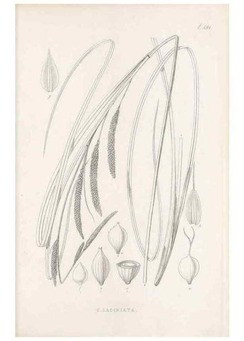 Reproducción/Reproduction 48683378986: Illustrations of the genus Carex. London :William Pamplin,1858-1867.. 