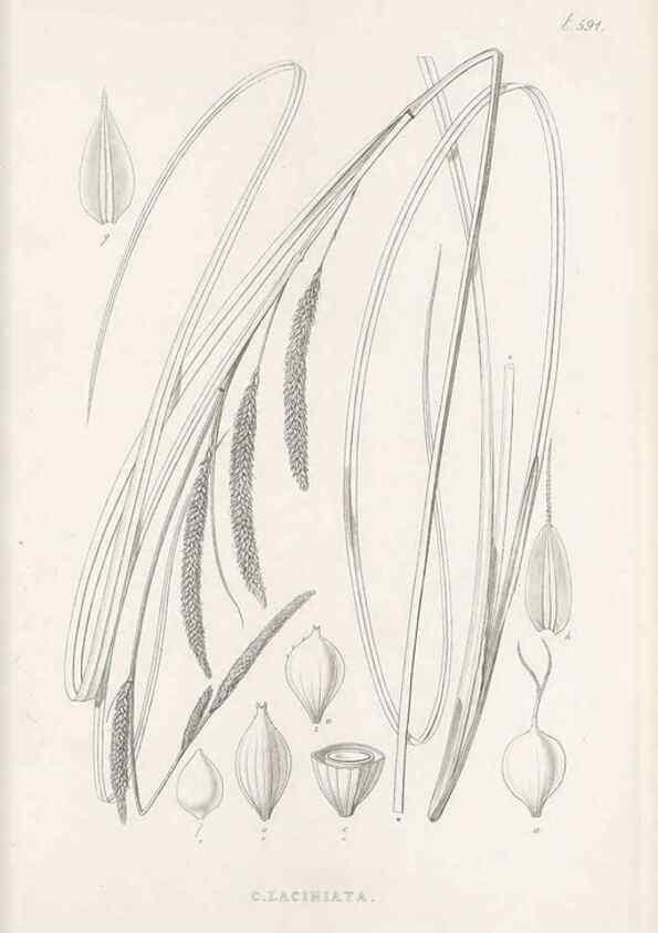 Reproducción/Reproduction 48683378986: Illustrations of the genus Carex. London :William Pamplin,1858-1867.. 