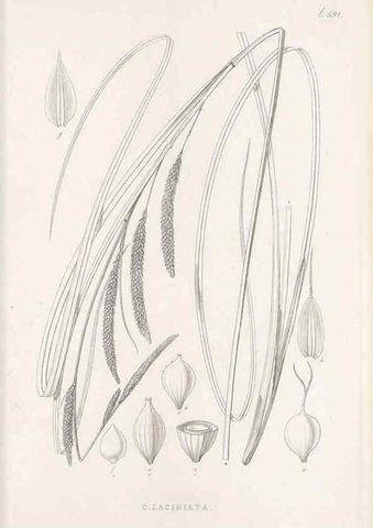 Reproducción/Reproduction 48683378986: Illustrations of the genus Carex. London :William Pamplin,1858-1867.. 