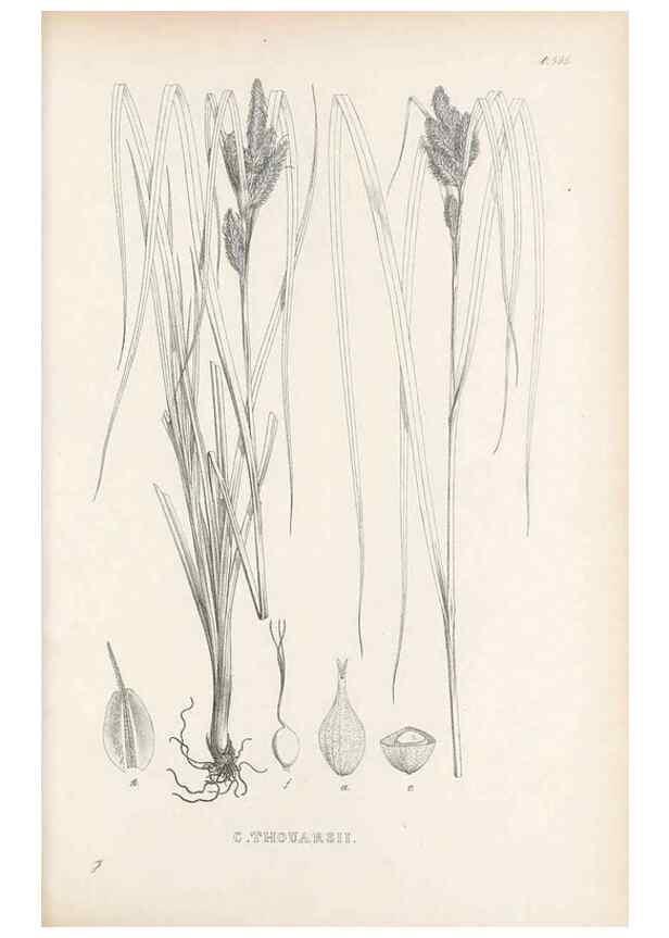 Reproducción/Reproduction 48683379186: Illustrations of the genus Carex. London :William Pamplin,1858-1867.. 