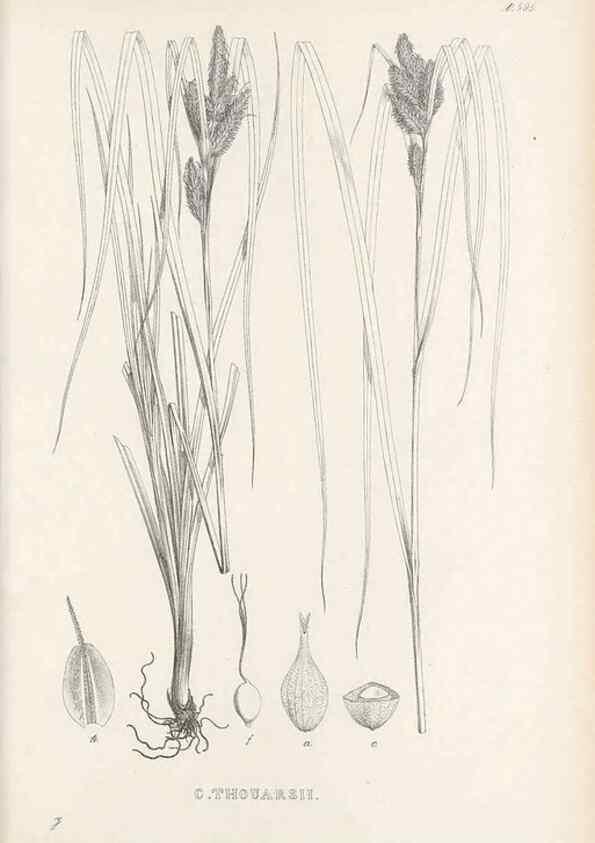 Reproducción/Reproduction 48683379186: Illustrations of the genus Carex. London :William Pamplin,1858-1867.. 