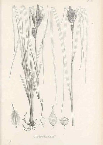 Reproducción/Reproduction 48683379186: Illustrations of the genus Carex. London :William Pamplin,1858-1867.. 