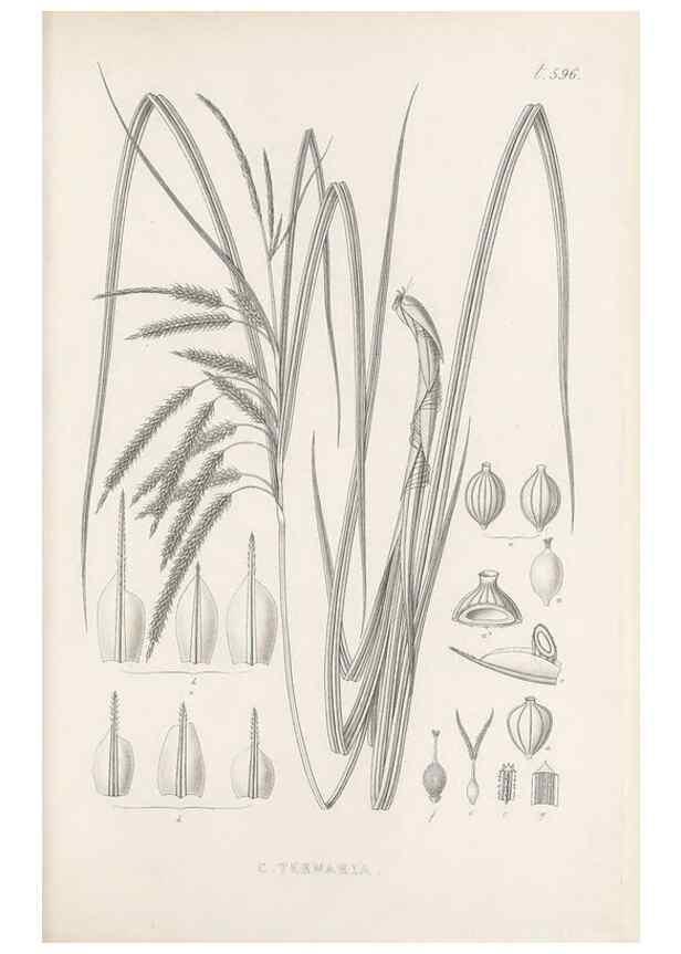 Reproducción/Reproduction 48683554187: Illustrations of the genus Carex. London :William Pamplin,1858-1867.. 