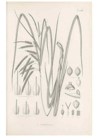 Reproducción/Reproduction 48683554187: Illustrations of the genus Carex. London :William Pamplin,1858-1867.. 