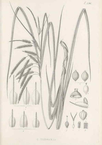 Reproducción/Reproduction 48683554187: Illustrations of the genus Carex. London :William Pamplin,1858-1867.. 