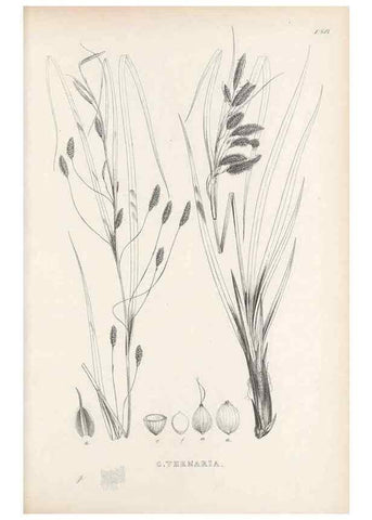 Reproducción/Reproduction 48683379821: Illustrations of the genus Carex. London :William Pamplin,1858-1867.. 