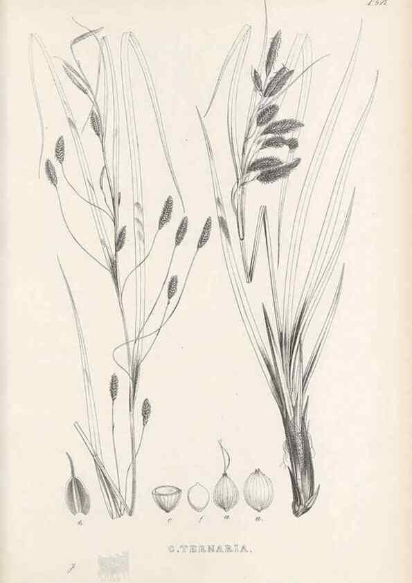 Reproducción/Reproduction 48683379821: Illustrations of the genus Carex. London :William Pamplin,1858-1867.. 