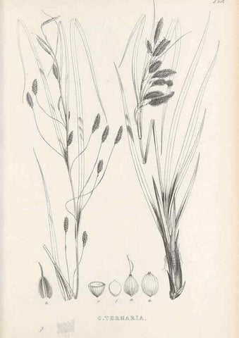 Reproducción/Reproduction 48683379821: Illustrations of the genus Carex. London :William Pamplin,1858-1867.. 