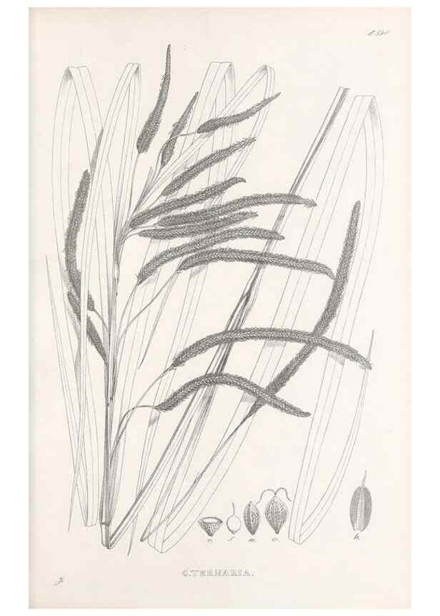 Reproducción/Reproduction 48683380136: Illustrations of the genus Carex. London :William Pamplin,1858-1867.. 