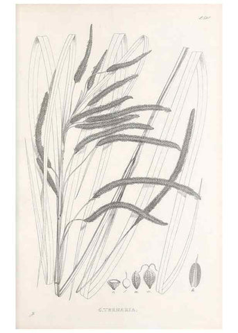 Reproducción/Reproduction 48683380136: Illustrations of the genus Carex. London :William Pamplin,1858-1867.. 