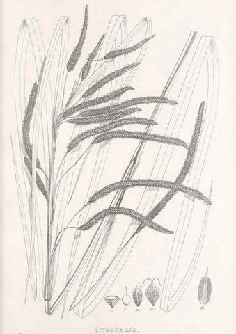 Reproducción/Reproduction 48683380136: Illustrations of the genus Carex. London :William Pamplin,1858-1867.. 