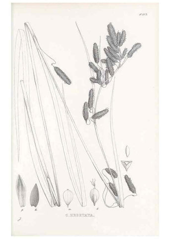 Reproducción/Reproduction 48683550797: Illustrations of the genus Carex. London :William Pamplin,1858-1867.. 
