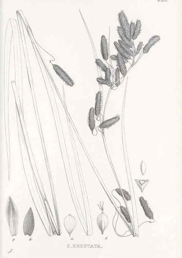 Reproducción/Reproduction 48683550797: Illustrations of the genus Carex. London :William Pamplin,1858-1867.. 