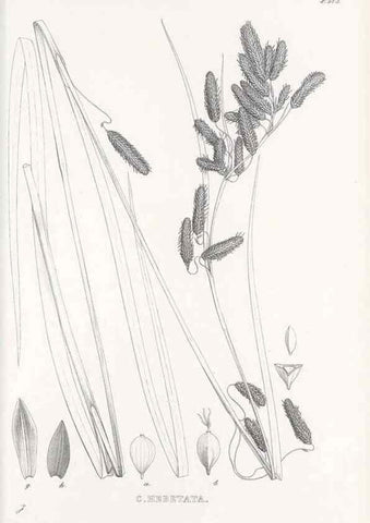 Reproducción/Reproduction 48683550797: Illustrations of the genus Carex. London :William Pamplin,1858-1867.. 