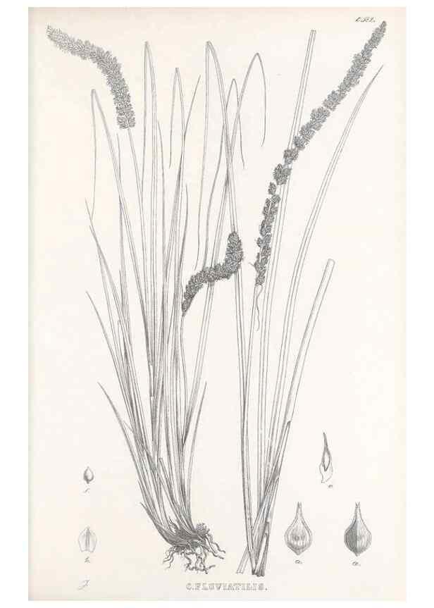 Reproducción/Reproduction 48683035408: Illustrations of the genus Carex. London :William Pamplin,1858-1867.. 