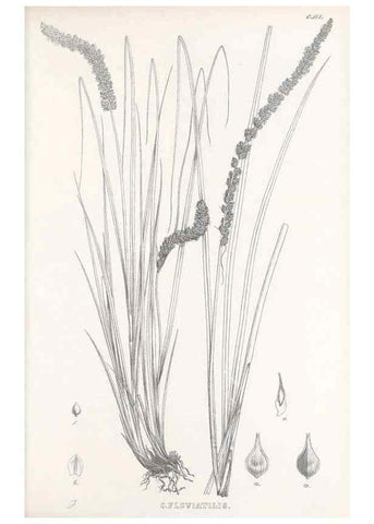 Reproducción/Reproduction 48683035408: Illustrations of the genus Carex. London :William Pamplin,1858-1867.. 