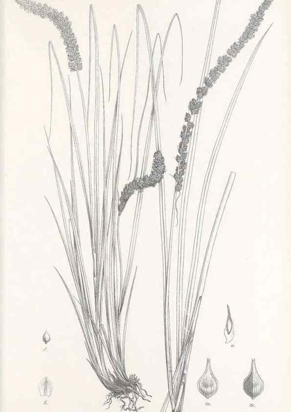 Reproducción/Reproduction 48683035408: Illustrations of the genus Carex. London :William Pamplin,1858-1867.. 