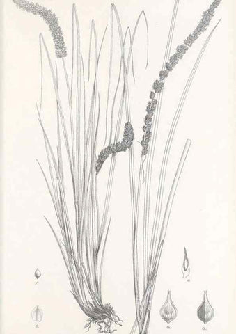 Reproducción/Reproduction 48683035408: Illustrations of the genus Carex. London :William Pamplin,1858-1867.. 