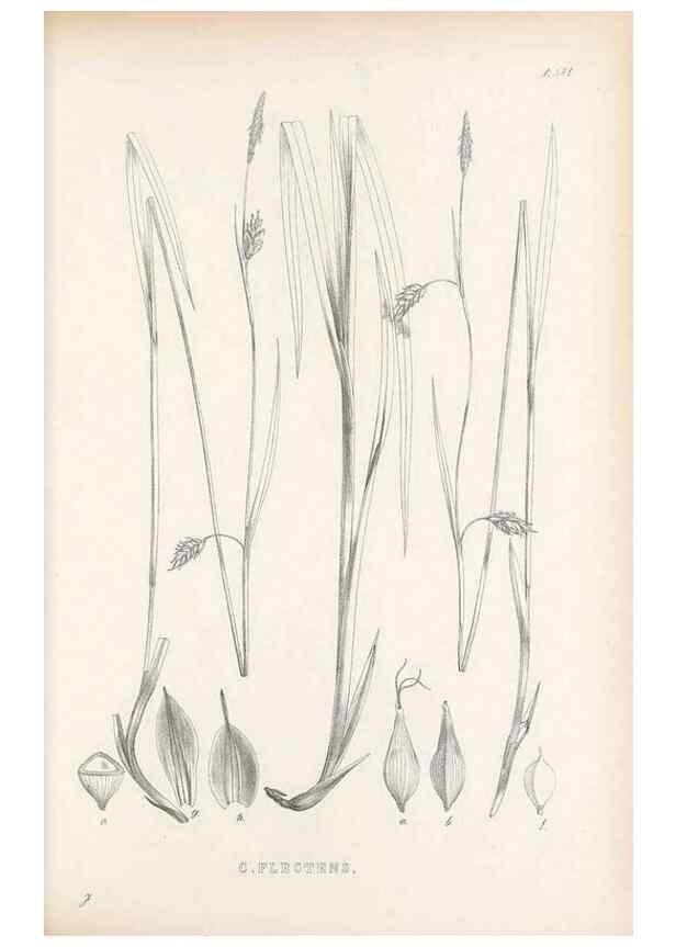 Reproducción/Reproduction 48683374911: Illustrations of the genus Carex. London :William Pamplin,1858-1867.. 