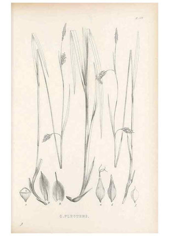 Reproducción/Reproduction 48683374911: Illustrations of the genus Carex. London :William Pamplin,1858-1867.. 