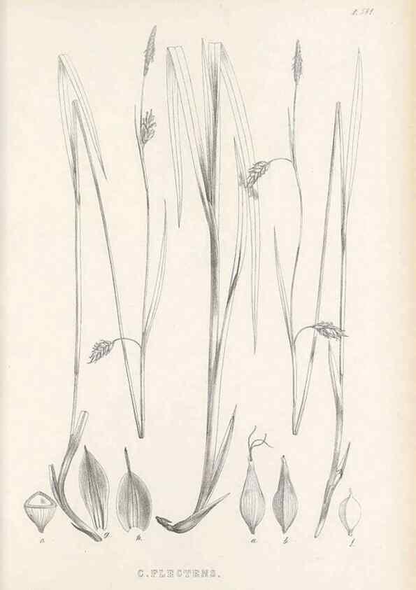 Reproducción/Reproduction 48683374911: Illustrations of the genus Carex. London :William Pamplin,1858-1867.. 