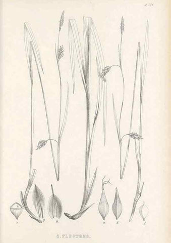 Reproducción/Reproduction 48683374911: Illustrations of the genus Carex. London :William Pamplin,1858-1867.. 