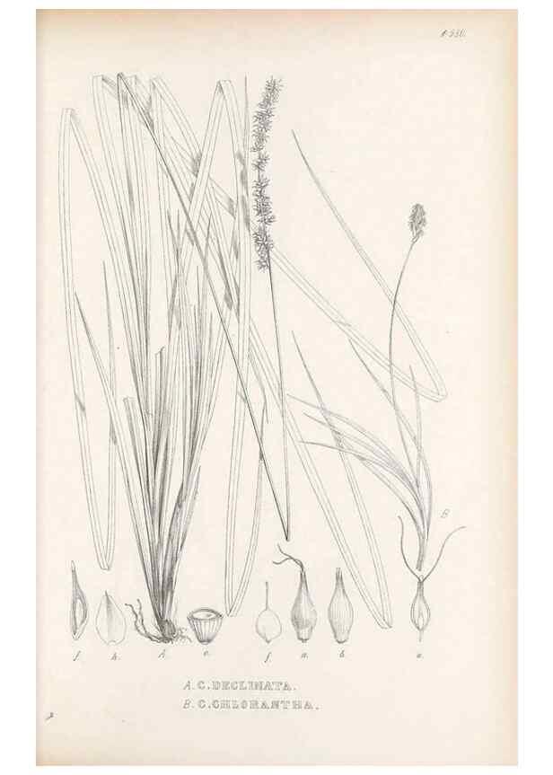 Reproducción/Reproduction 48683549812: Illustrations of the genus Carex. London :William Pamplin,1858-1867.. 