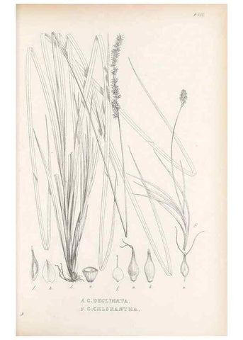 Reproducción/Reproduction 48683549812: Illustrations of the genus Carex. London :William Pamplin,1858-1867.. 