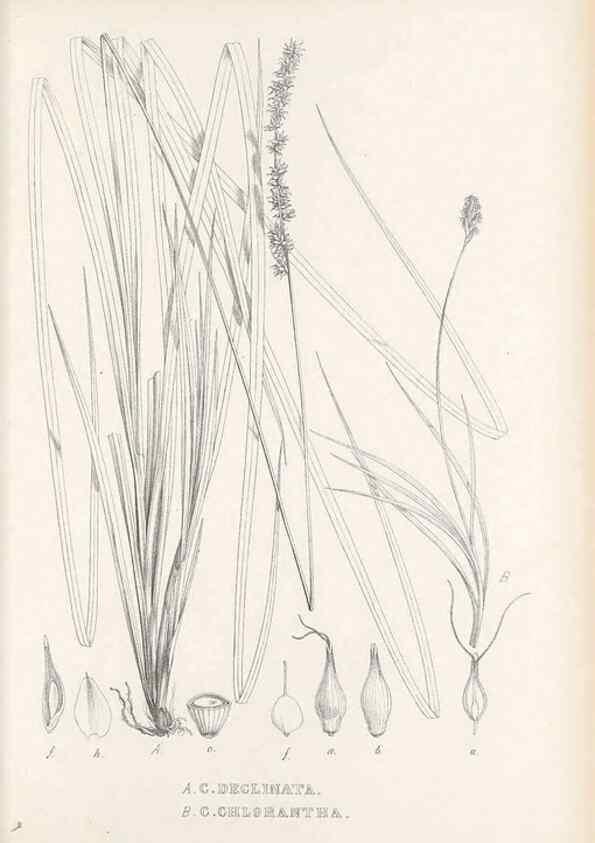 Reproducción/Reproduction 48683549812: Illustrations of the genus Carex. London :William Pamplin,1858-1867.. 