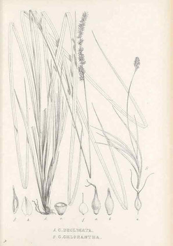Reproducción/Reproduction 48683549812: Illustrations of the genus Carex. London :William Pamplin,1858-1867.. 