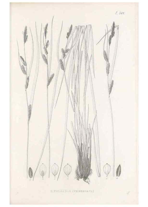 Reproducción/Reproduction 48683544677: Illustrations of the genus Carex. London :William Pamplin,1858-1867.. 