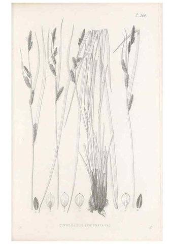 Reproducción/Reproduction 48683544677: Illustrations of the genus Carex. London :William Pamplin,1858-1867.. 